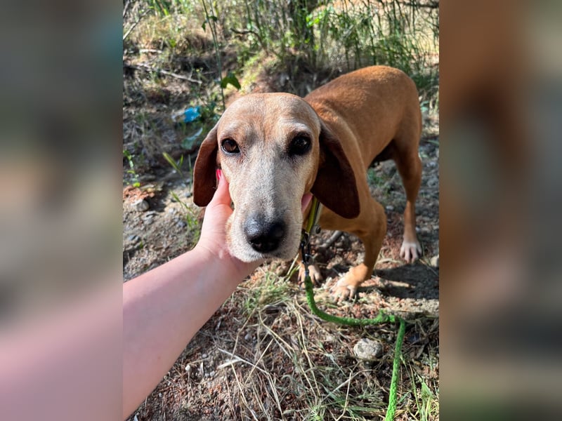 Wundervolle alte Hundedame MAGGIE sucht eine Familie oder Endpflegestelle