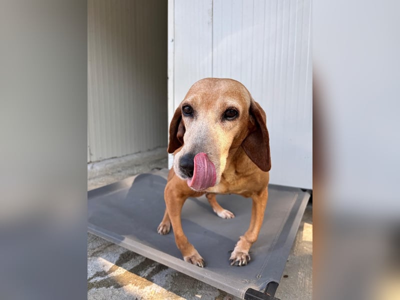 Wundervolle alte Hundedame MAGGIE sucht eine Familie oder Endpflegestelle