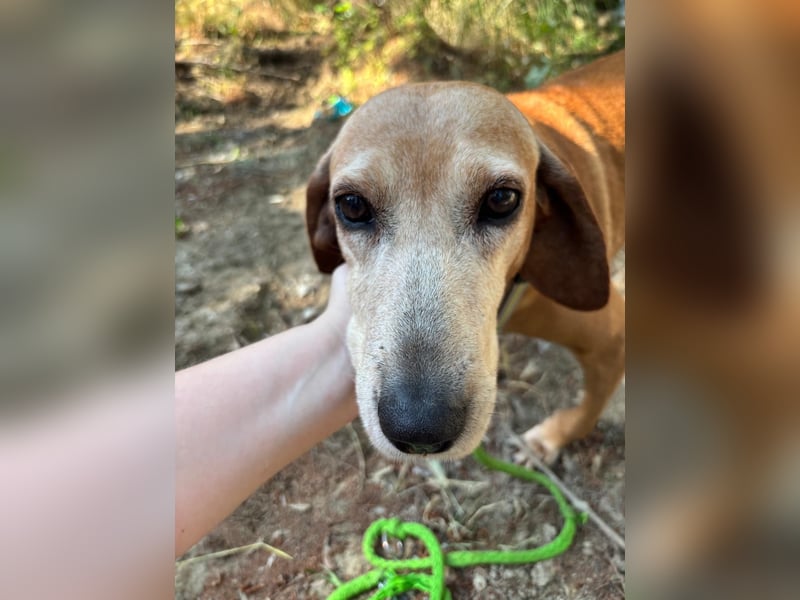 Wundervolle alte Hundedame MAGGIE sucht eine Familie oder Endpflegestelle