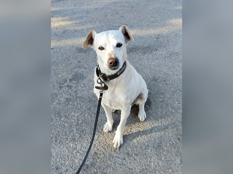 Lebensfroher und freundlicher Mischlingsrüde SUNNY sucht eine neue Familie!