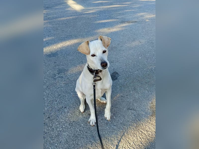 Lebensfroher und freundlicher Mischlingsrüde SUNNY sucht eine neue Familie!
