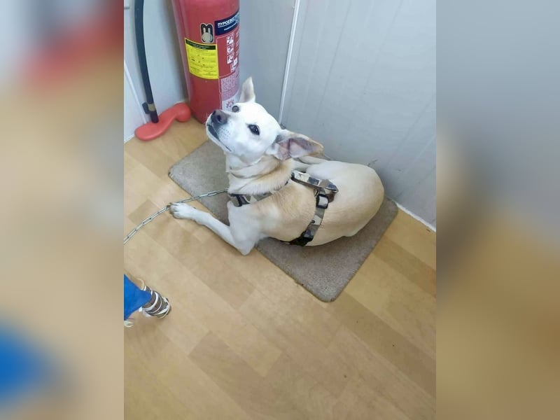 Lebensfroher und freundlicher Mischlingsrüde SUNNY sucht eine neue Familie!