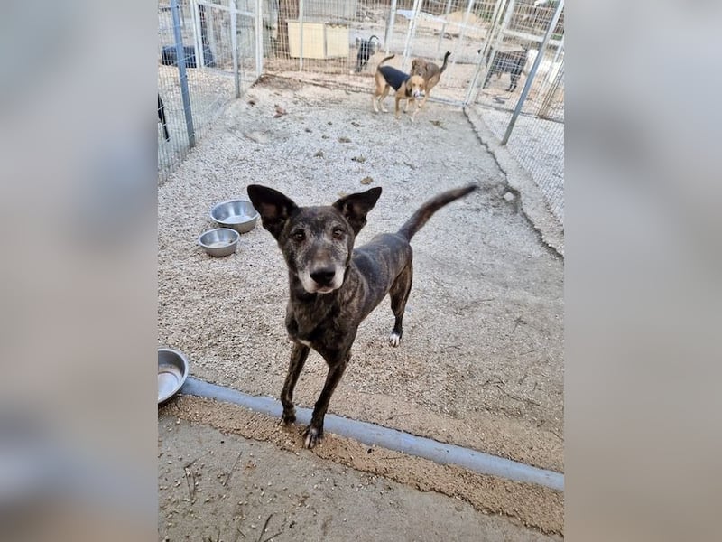 Unfassbar süßer und witziger Mischling TIMON sucht eine Familie