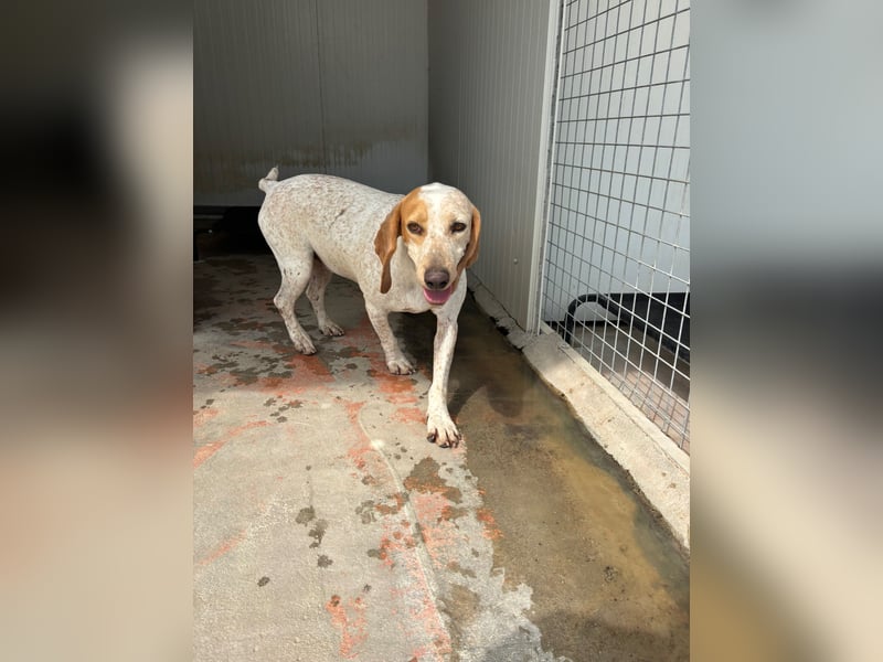 Entspannter und liebevoller Junghund OLE (2 Jahre) sucht eine Familie!