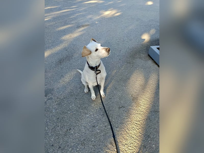 Lebensfroher und freundlicher Mischlingsrüde SUNNY sucht eine neue Familie!