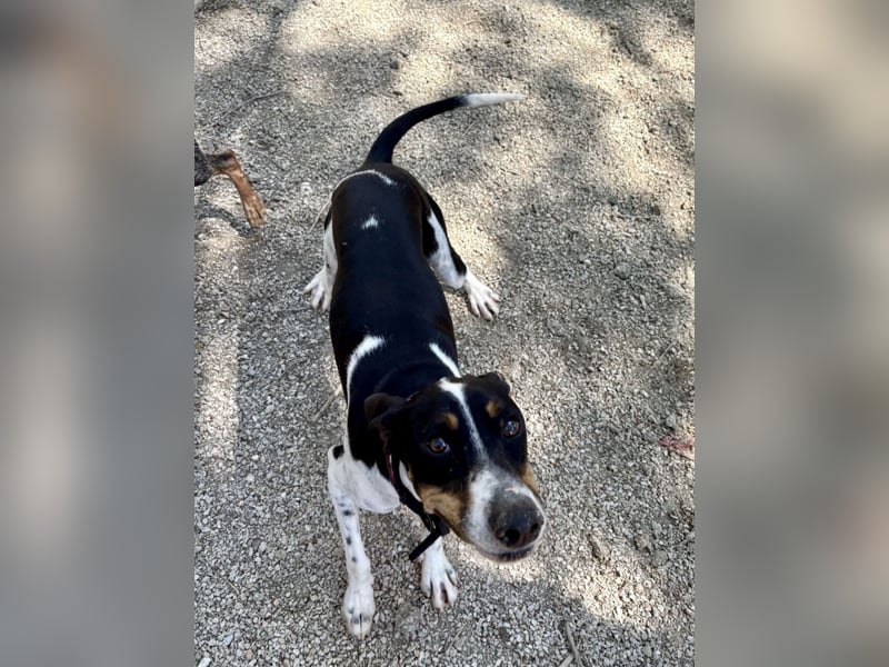 Wunderhübscher und super fröhlicher Junghund BENJI sucht eine Familie
