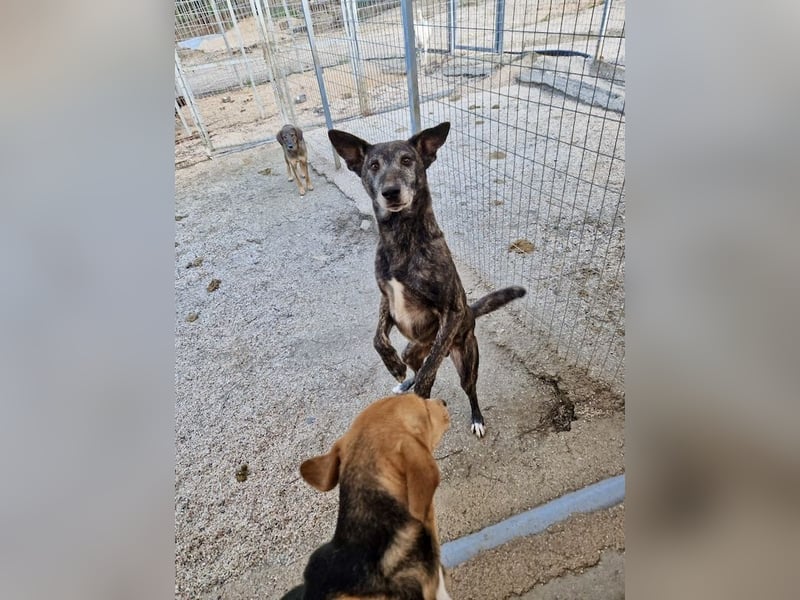 Unfassbar süßer und witziger Mischling TIMON sucht eine Familie