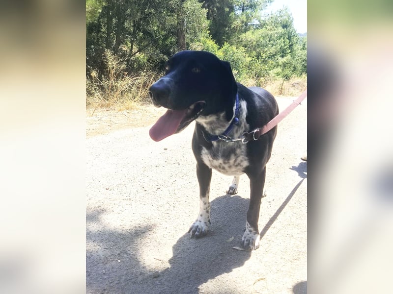 Wundervoller Junghund LOUKA sucht eine eigene Familie!