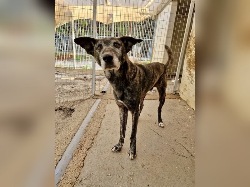 Unfassbar süßer und witziger Mischling TIMON sucht eine Familie