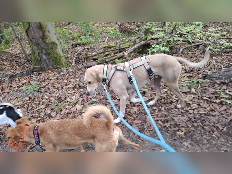 Sensibler, fröhlicher und feinfühliger Junghund FIDO sucht eine Familie!