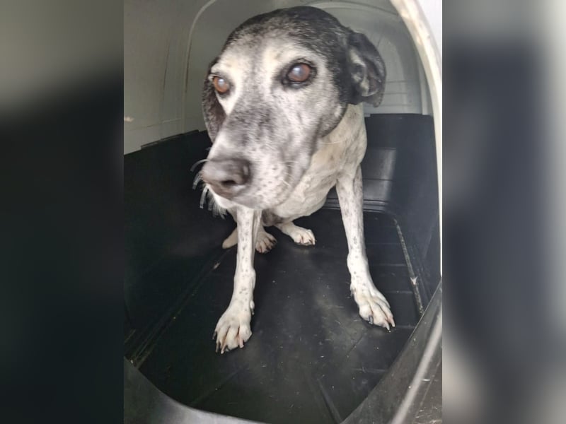Hundeomi ALICE möchte endlich ein eigenes Zuhause finden!