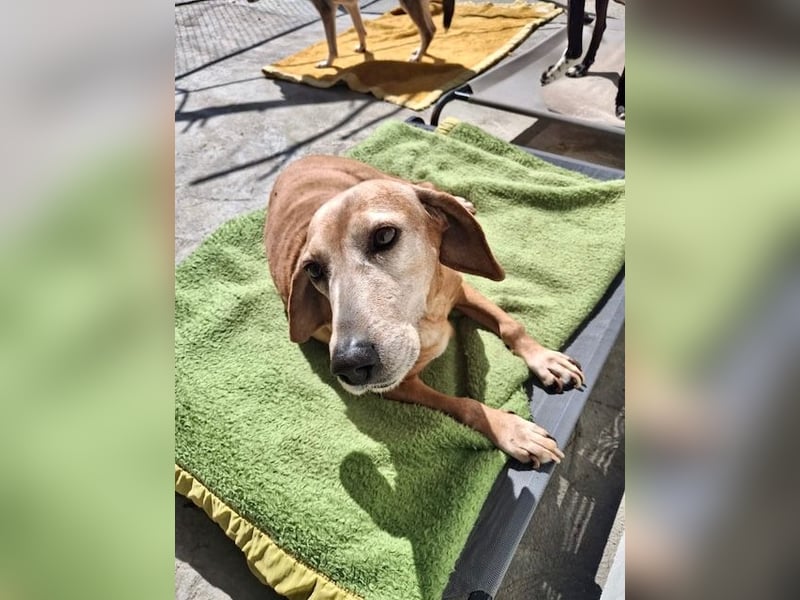 Wundervolle alte Hundedame MAGGIE sucht eine Familie oder Endpflegestelle