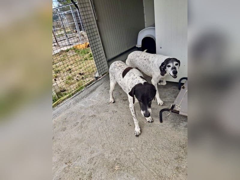 Hundeomi ALICE möchte endlich ein eigenes Zuhause finden!