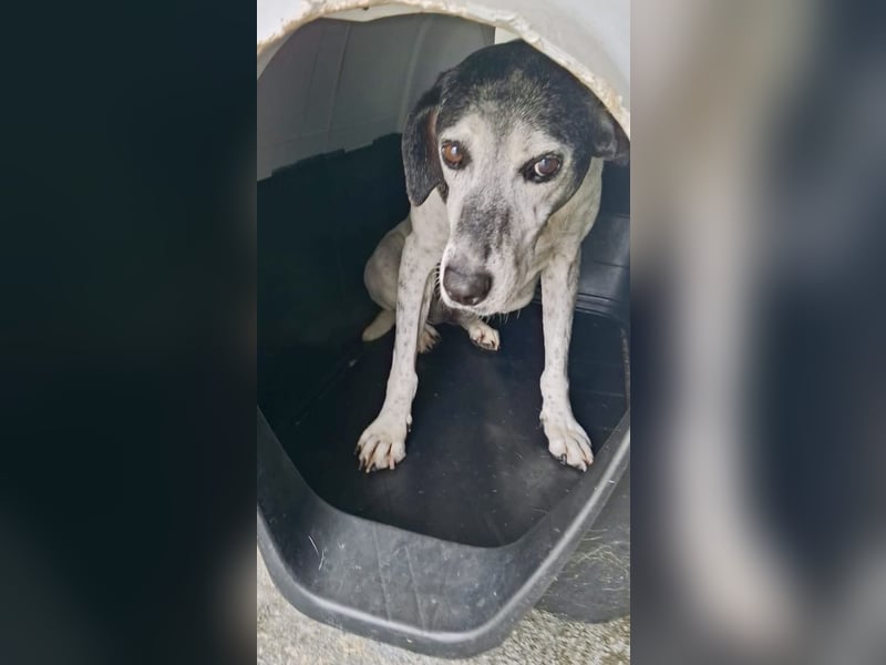 Hundeomi ALICE möchte endlich ein eigenes Zuhause finden!