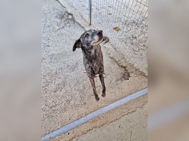 Unfassbar süßer und witziger Mischling TIMON sucht eine Familie