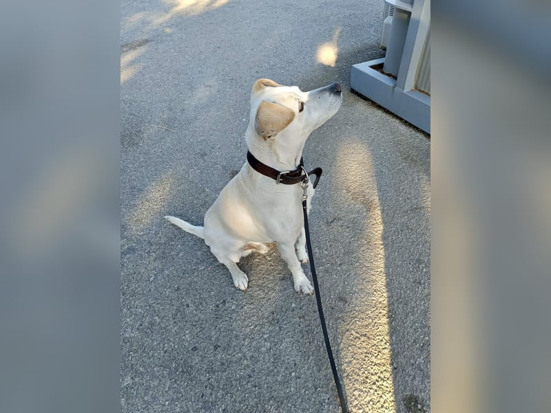 Lebensfroher und freundlicher Mischlingsrüde SUNNY sucht eine neue Familie!