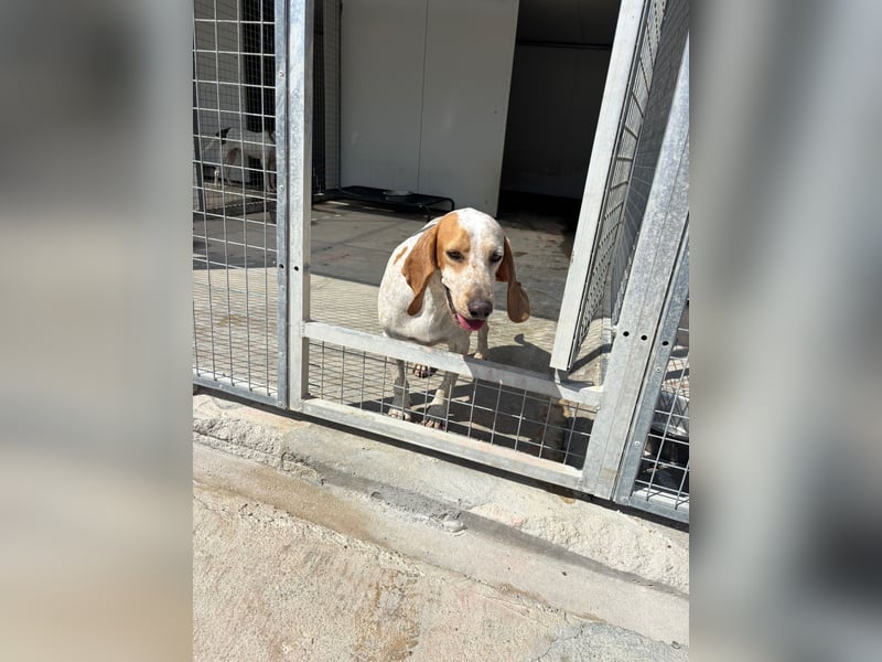 Entspannter und liebevoller Junghund OLE (2 Jahre) sucht eine Familie!