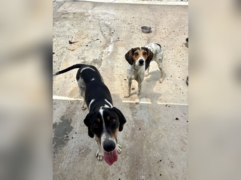 Wunderhübscher und super fröhlicher Junghund BENJI sucht eine Familie