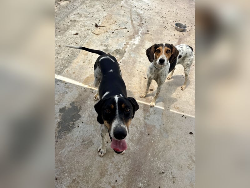 Wunderhübscher und super fröhlicher Junghund BENJI sucht eine Familie