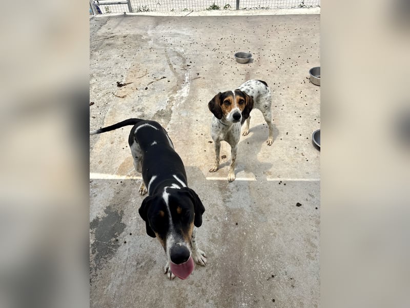 Wunderhübscher und super fröhlicher Junghund BENJI sucht eine Familie