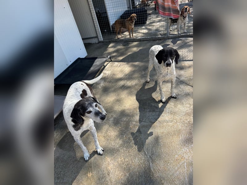 Hundeomi ALICE möchte endlich ein eigenes Zuhause finden!