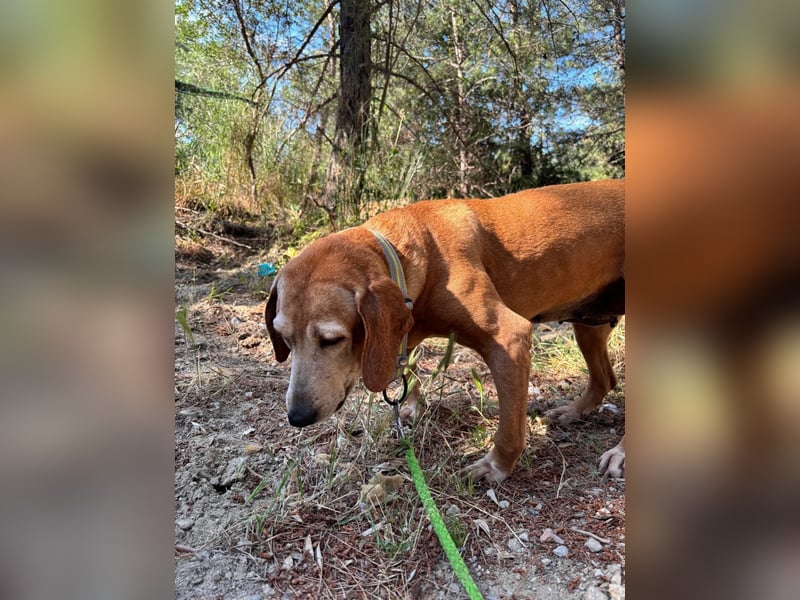 Wundervolle alte Hundedame MAGGIE sucht eine Familie oder Endpflegestelle