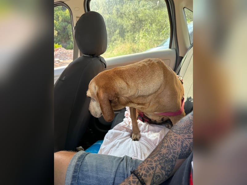 Wundervolle alte Hundedame MAGGIE sucht eine Familie oder Endpflegestelle