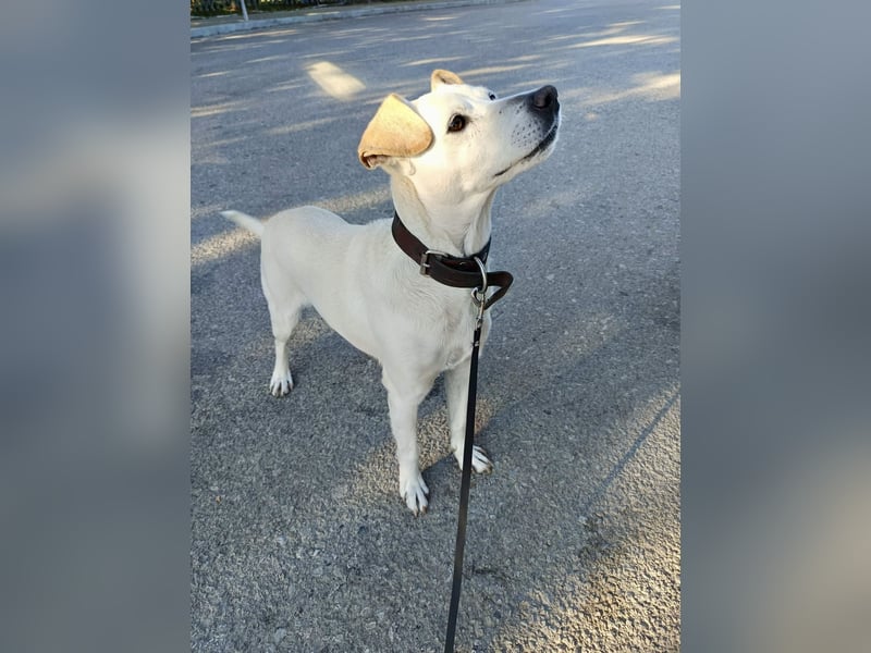 Lebensfroher und freundlicher Mischlingsrüde SUNNY sucht eine neue Familie!