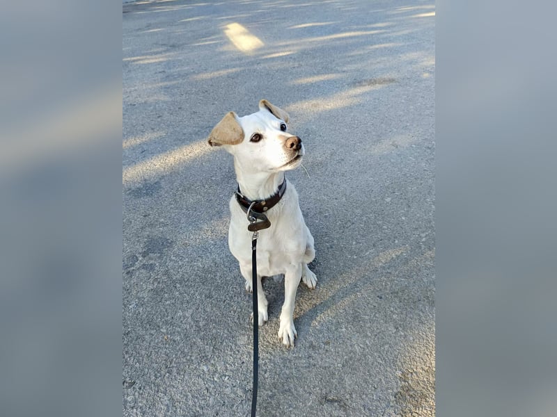Lebensfroher und freundlicher Mischlingsrüde SUNNY sucht eine neue Familie!