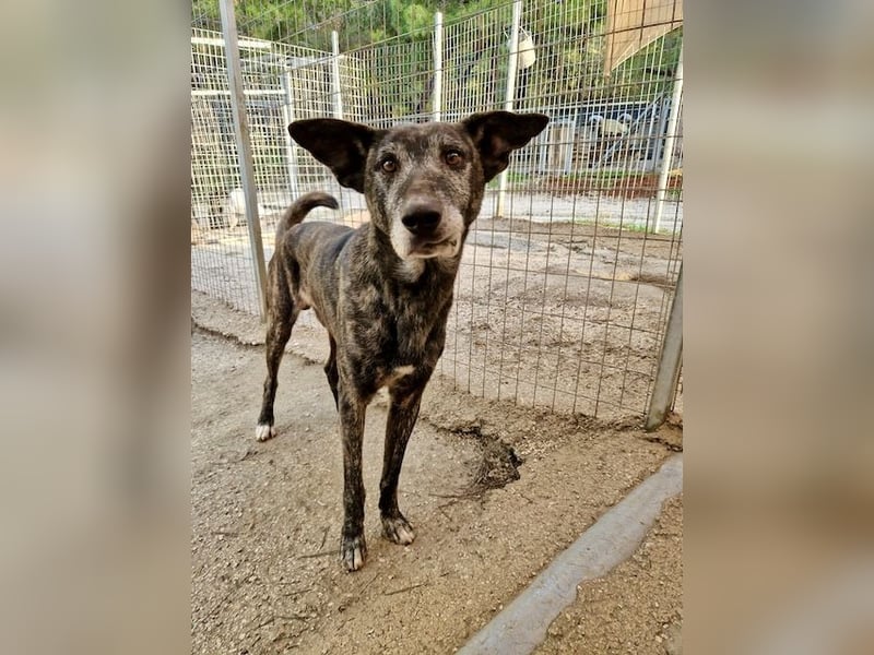 Unfassbar süßer und witziger Mischling TIMON sucht eine Familie