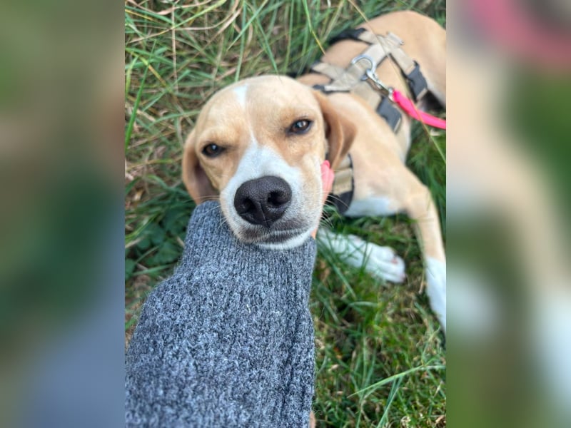 Sensibler, fröhlicher und feinfühliger Junghund FIDO sucht eine Familie!
