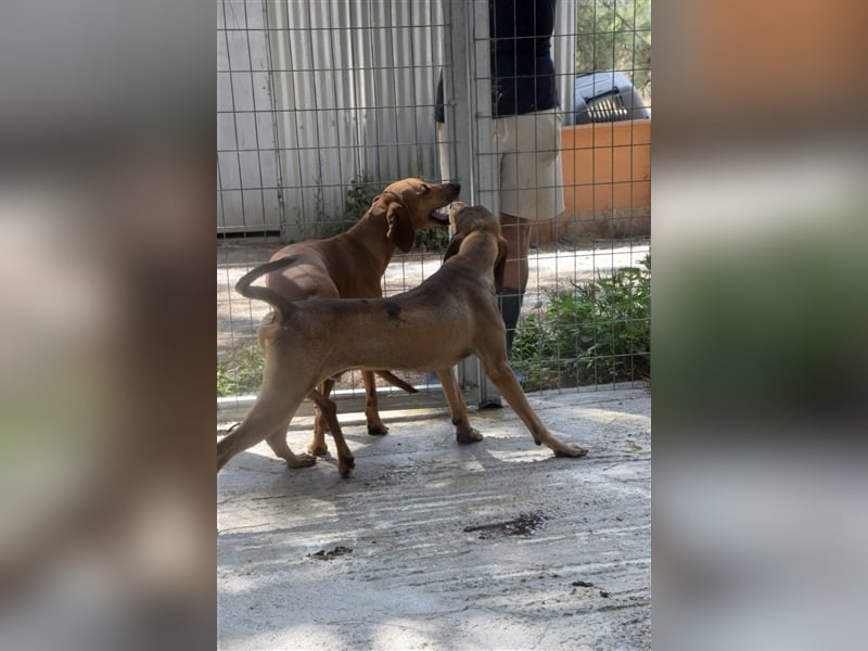 Junghund OZZY (knapp 2 Jahre) sucht eine Familie!