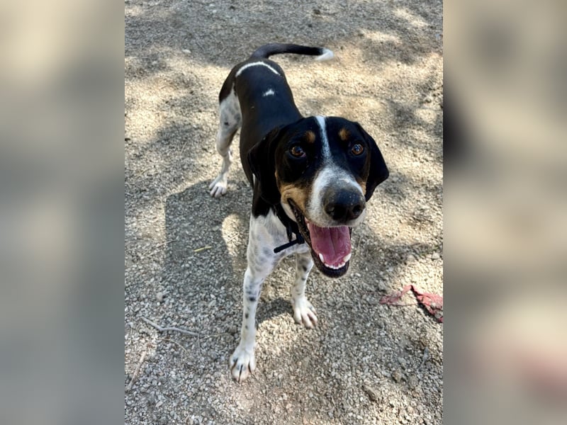 Wunderhübscher und super fröhlicher Junghund BENJI sucht eine Familie