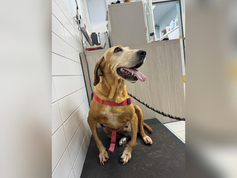 Wundervolle alte Hundedame MAGGIE sucht eine Familie oder Endpflegestelle