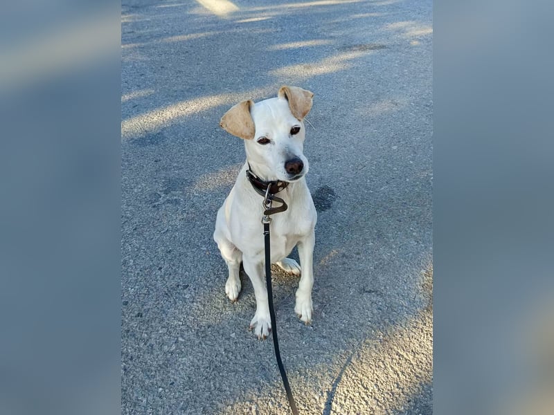 Lebensfroher und freundlicher Mischlingsrüde SUNNY sucht eine neue Familie!