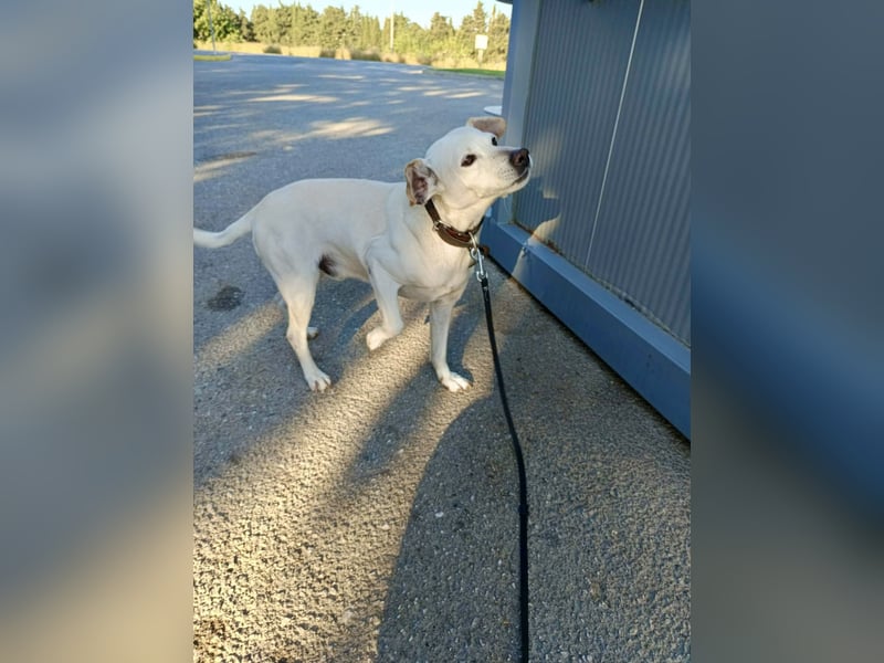 Lebensfroher und freundlicher Mischlingsrüde SUNNY sucht eine neue Familie!