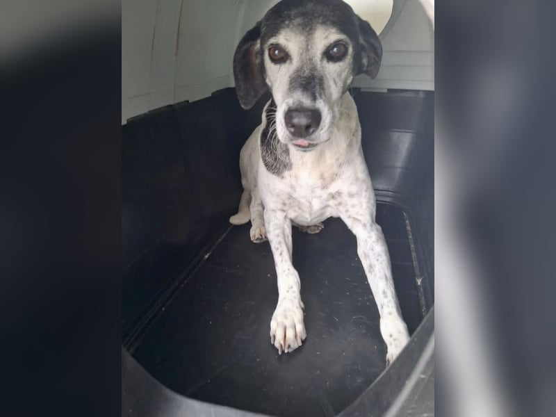 Hundeomi ALICE möchte endlich ein eigenes Zuhause finden!