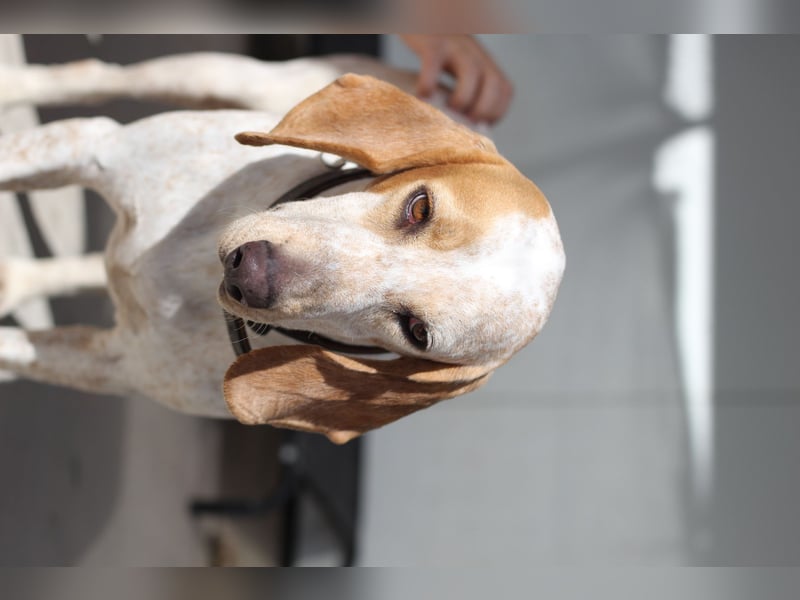 Entspannter und liebevoller Junghund OLE (2 Jahre) sucht eine Familie!