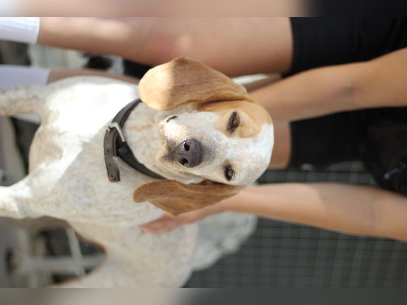 Entspannter und liebevoller Junghund OLE (2 Jahre) sucht eine Familie!