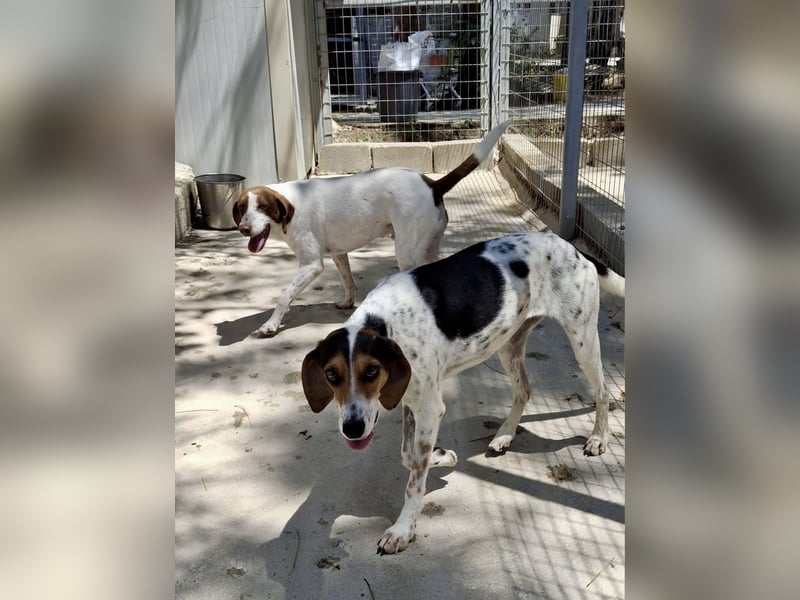 Wunderhübsche Mischlingshündin LISA (3 Jahre) sucht eine Familie!