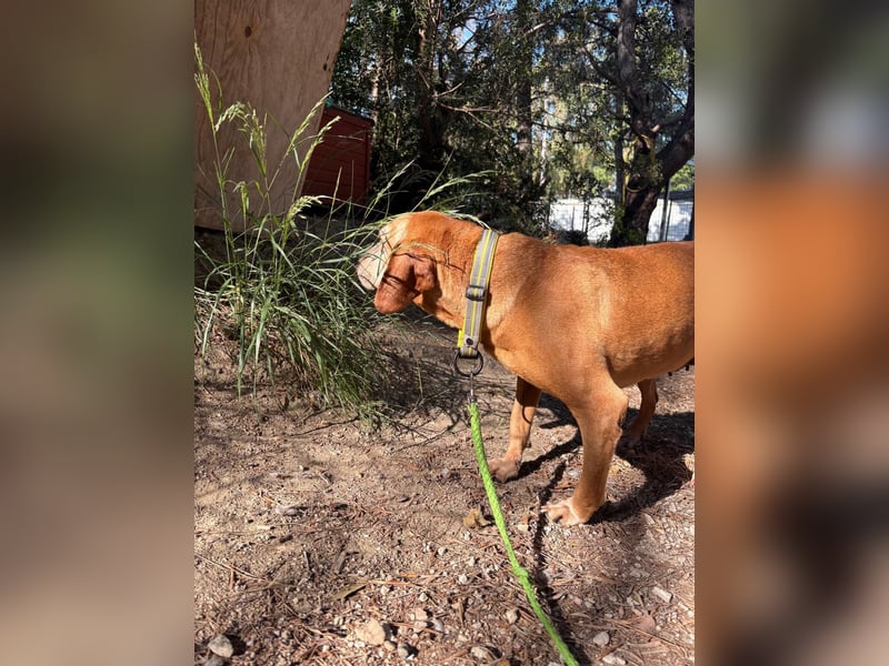 Wundervolle alte Hundedame MAGGIE sucht eine Familie oder Endpflegestelle