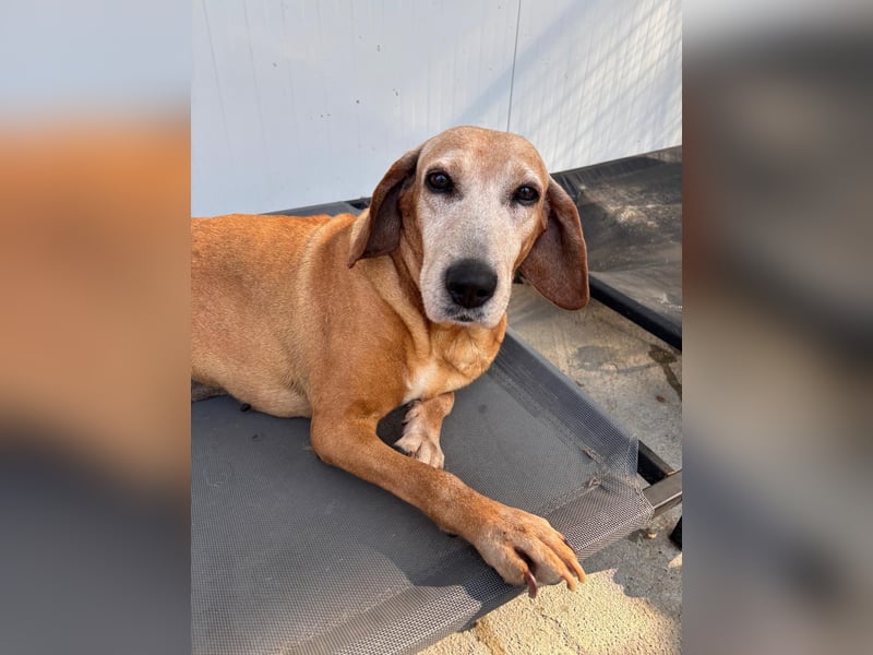 Wundervolle alte Hundedame MAGGIE sucht eine Familie oder Endpflegestelle