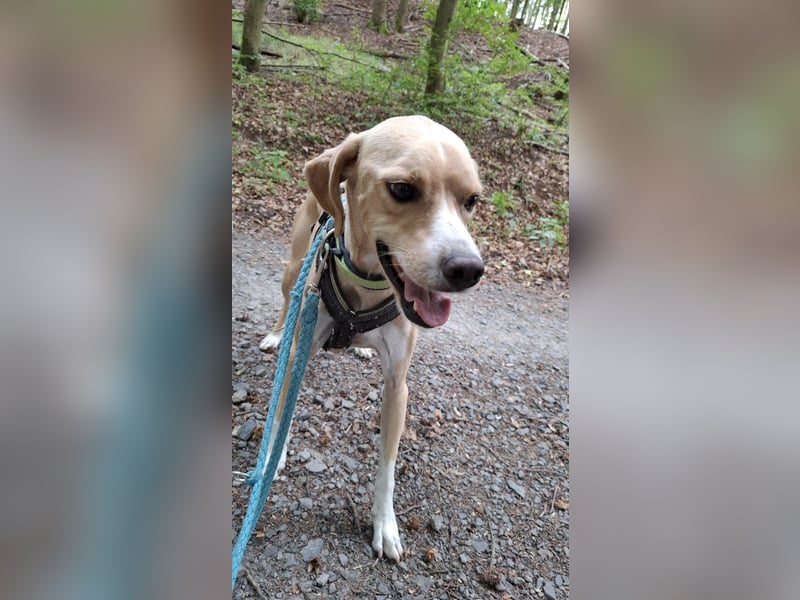 Sensibler, fröhlicher und feinfühliger Junghund FIDO sucht eine Familie!