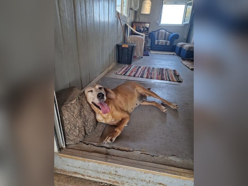 Wundervolle alte Hundedame MAGGIE sucht eine Familie oder Endpflegestelle