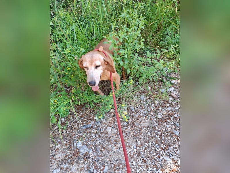 Wundervolle alte Hundedame MAGGIE sucht eine Familie oder Endpflegestelle