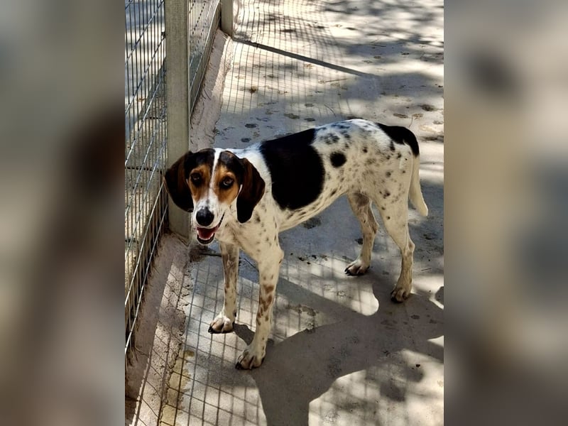 Wunderhübsche Mischlingshündin LISA (3 Jahre) sucht eine Familie!