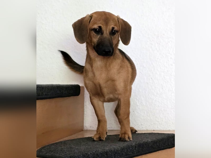 Zira