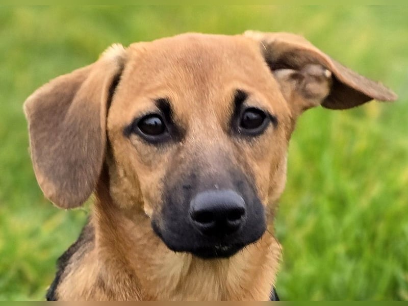 Zira