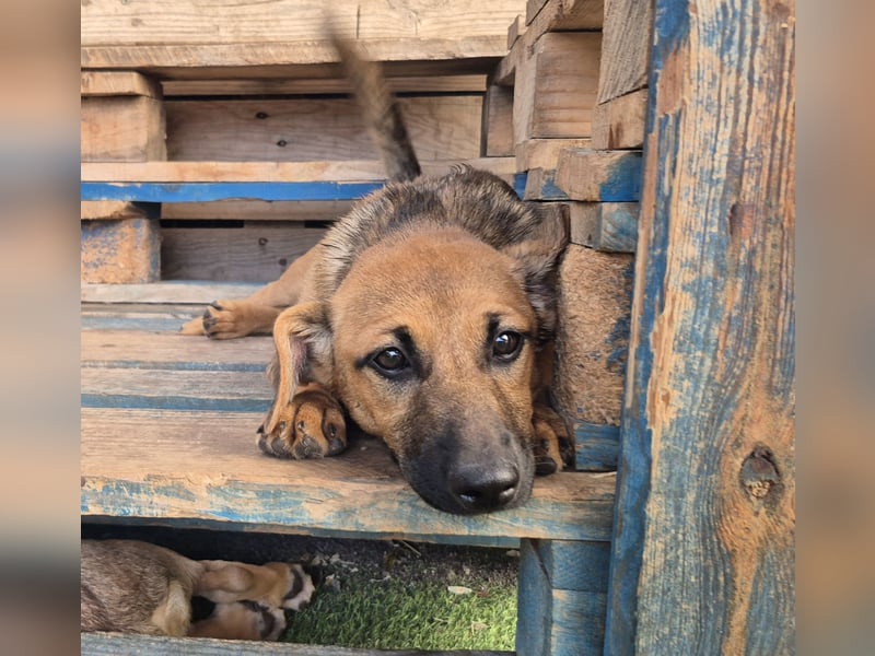 Zira