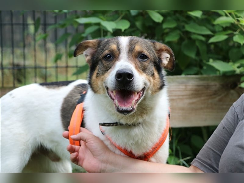 Bobby, Hütehund-Mix, geb. 2015, sensibler Rüde su. einfühlsame, ruhige Menschen